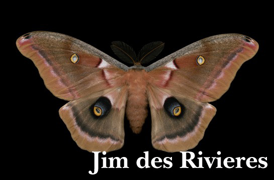 Moth by Jim des Rivieres