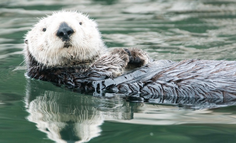 Sea Otter photo by Greg Tucker