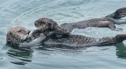 Sea Otter Mother & Pup photo by Greg Tucker