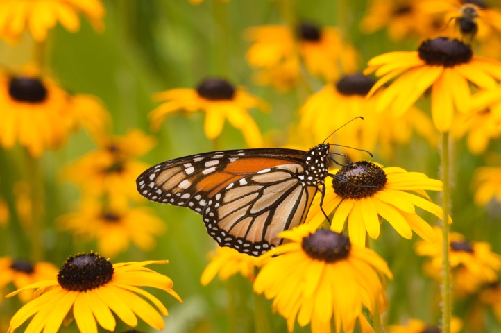 Butterfly near Green Bay Wisconsin by Greg Tucker