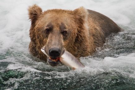 Bear with dinner by Greg Tucker