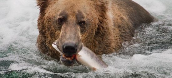 Bear with dinner by Greg Tucker