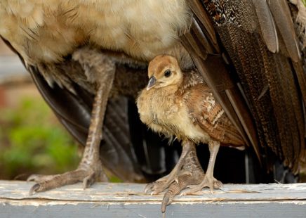 Peacock Chick: Greg Tucker