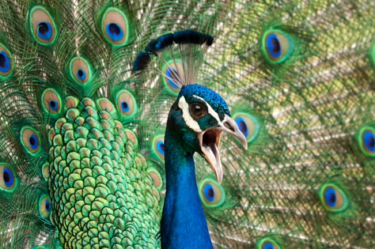 Peacock calling (loudly) for potential mate