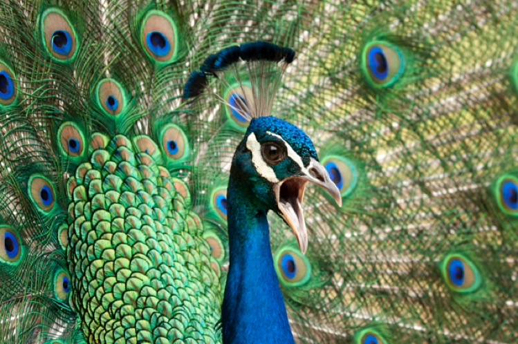 Review: Peacock calling (loudly) for potential mate – photograph by Greg Tucker