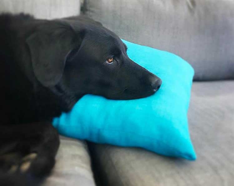 Buoy on blue pillow