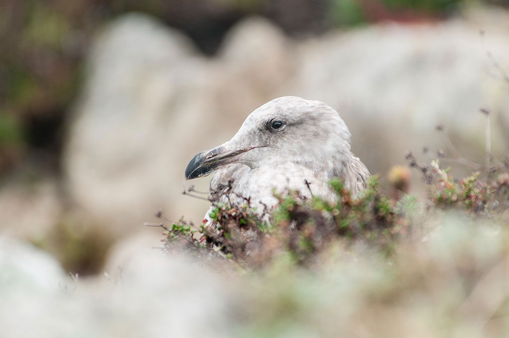 Nesting gull photo by Greg Tucker