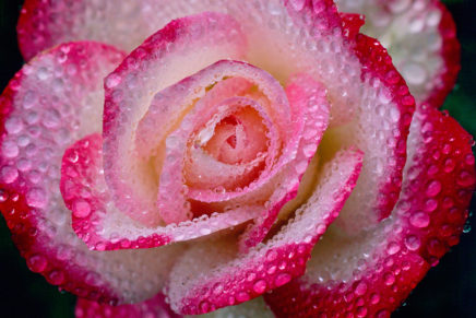 The Rose by Greg Tucker