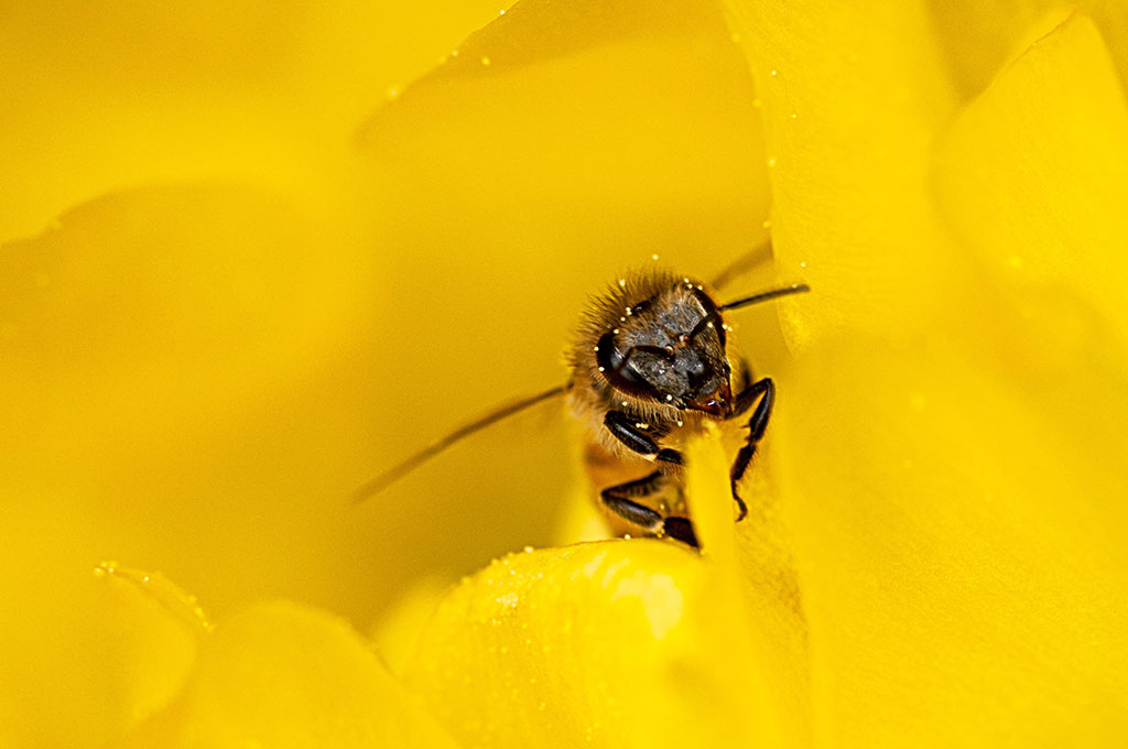 Pollinating bee in cactus flower, a Greg Tucker photo